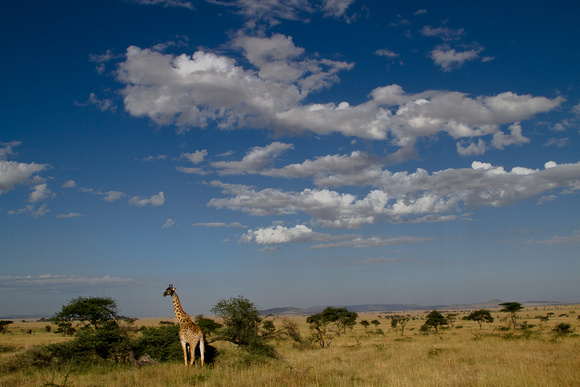 Serengeti Giraff