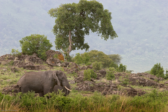 Ngorongoro Bull