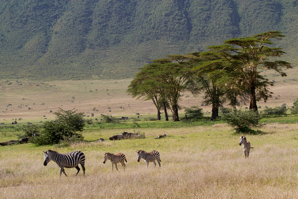 Ngorongoro morning